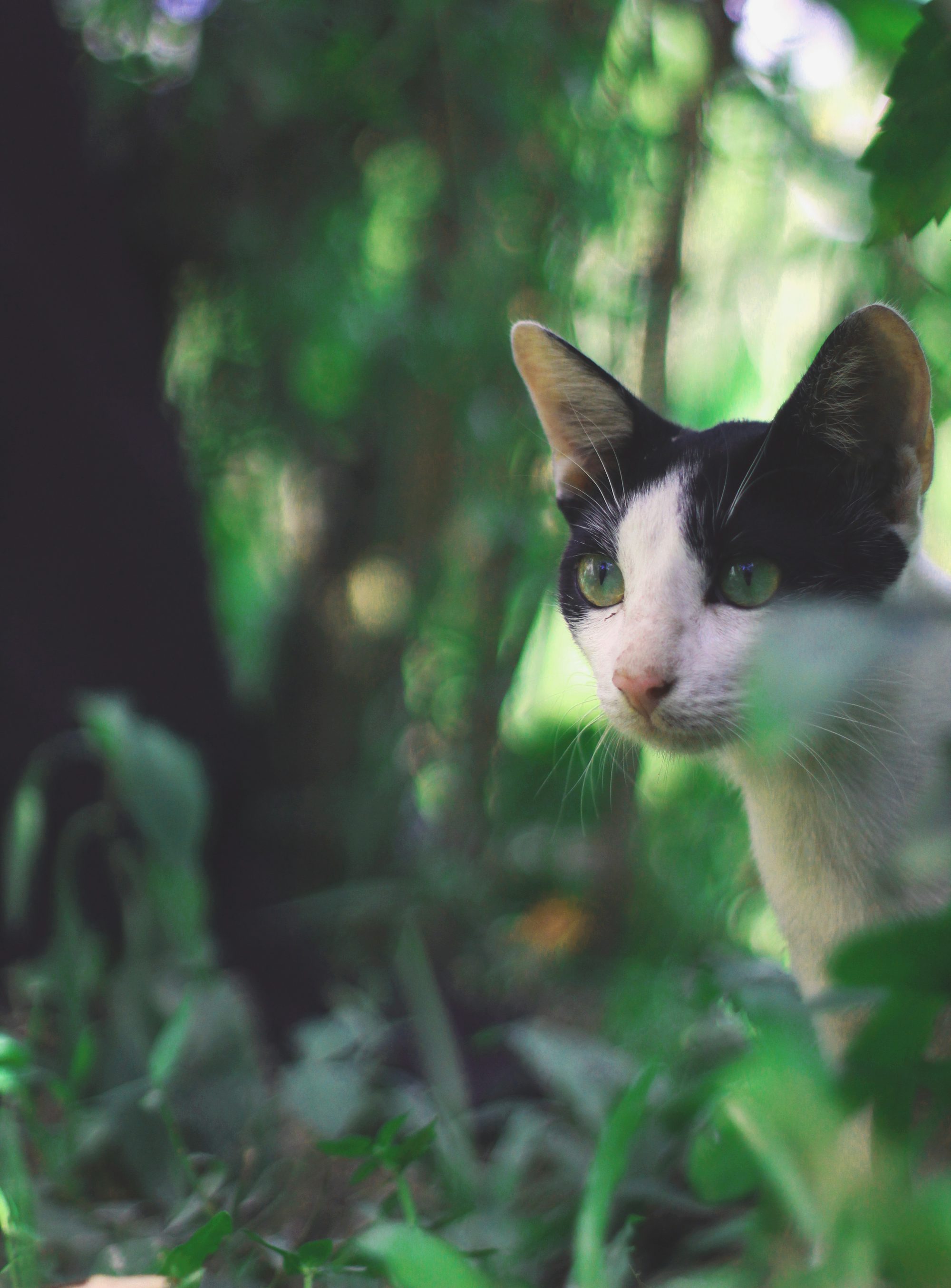 macro photography of white and black cat on grass
