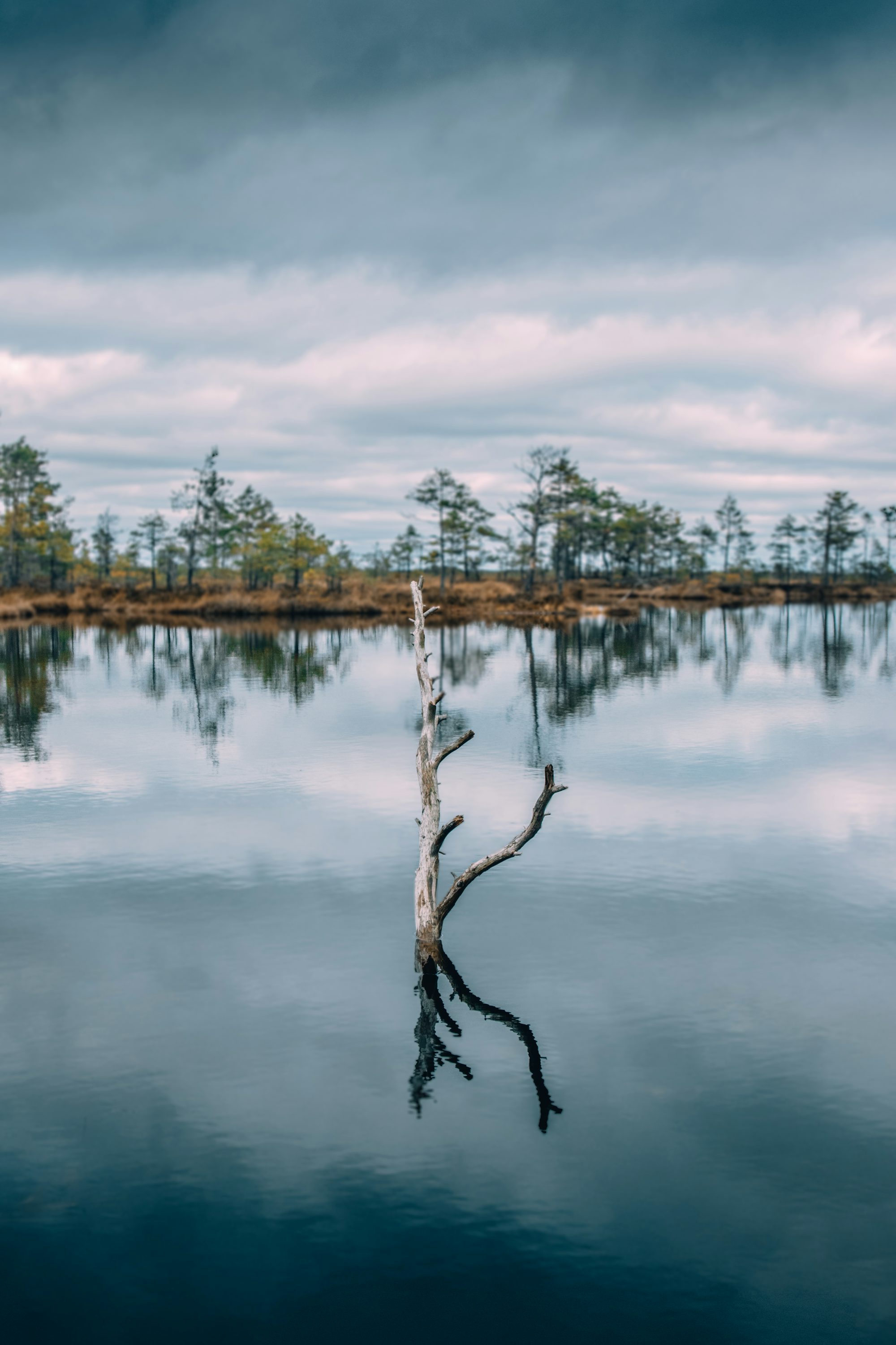 green trees beside body of water under cloudy sky during daytime
