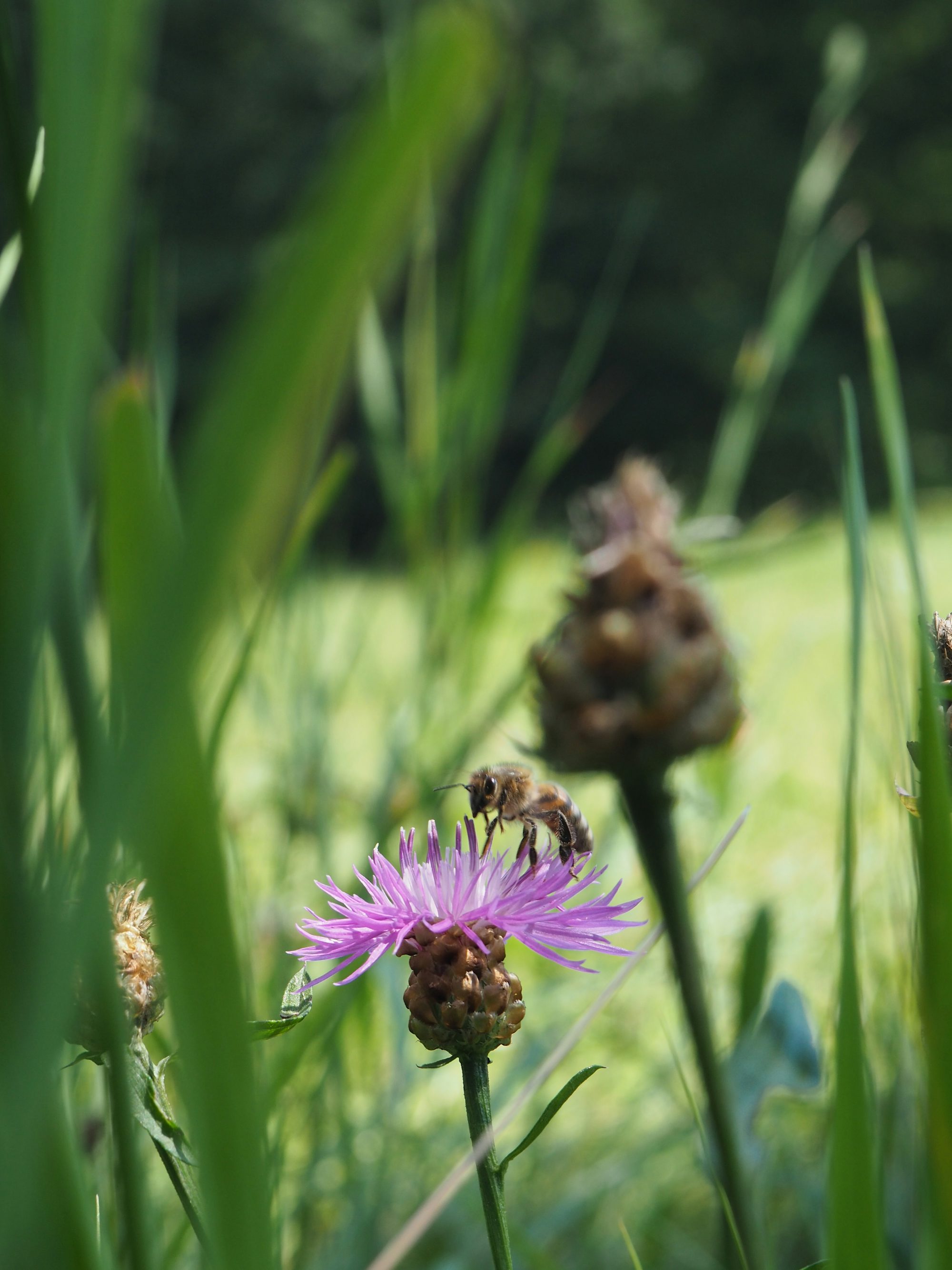 purple flower in tilt shift lens