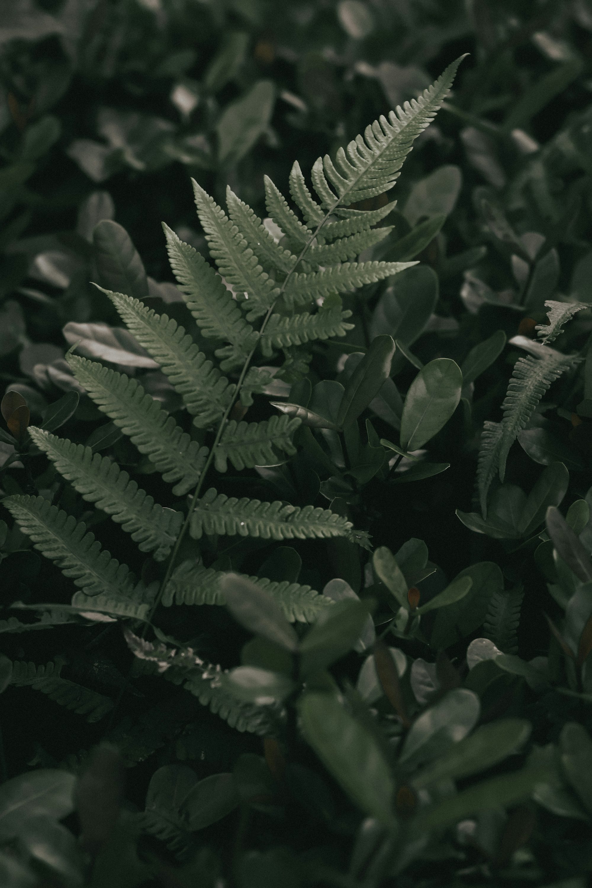 a close up of a green plant with lots of leaves